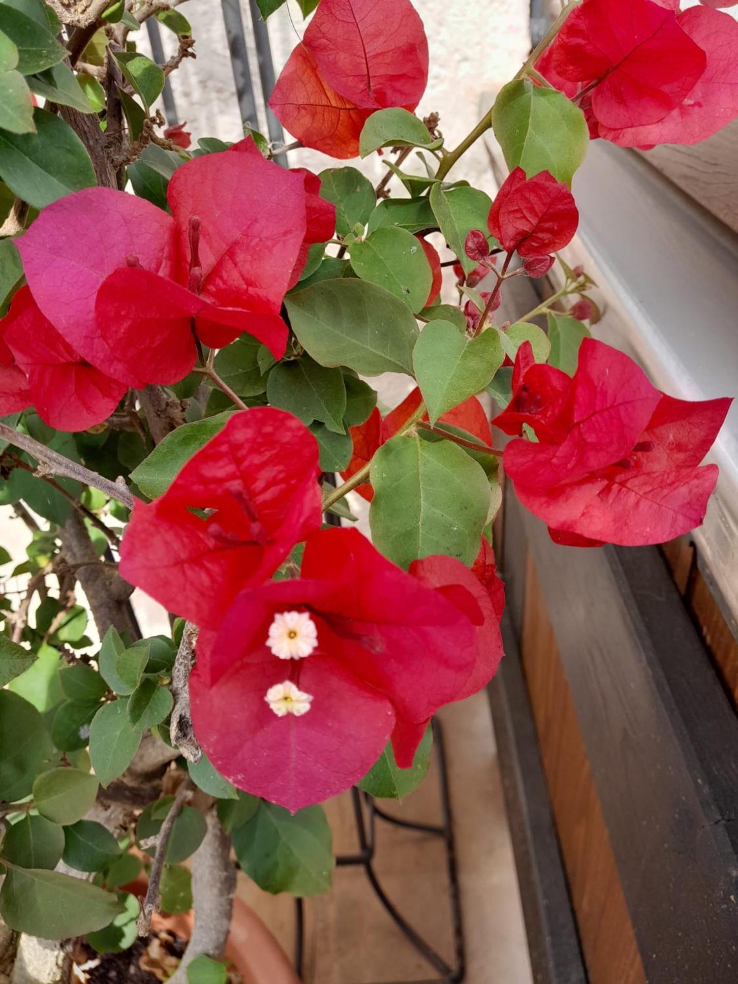 Ferienhaus Resch 劳芬 外观 照片